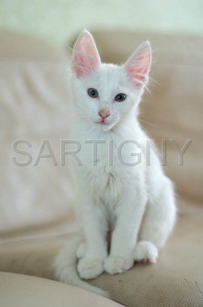 ANGORRA TURC C034.jpg